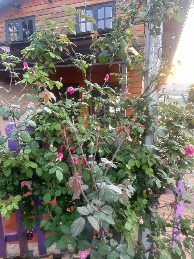 Sân vườn homestay nhà gỗ Đà Lạt – Mệ Liệu's House