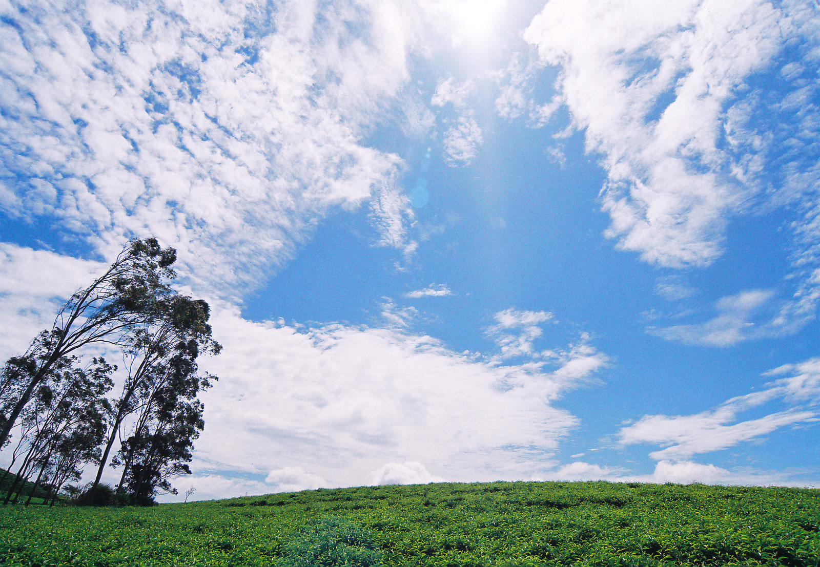 Đồi chè Cầu Đất Đà Lạt — view săn mây bình minh
